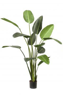 Kunstplant Strelitzia M