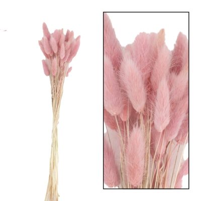 Droogbloem Lagurus Soft Pink 2 Bundels