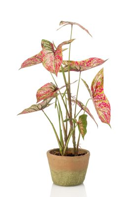 Kunstplant Caladium In Een Stenen Pot